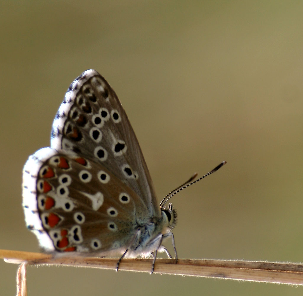 cerco di imparare a .....