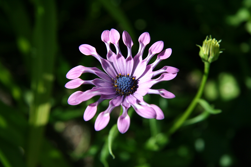 Fiore per il mio amore