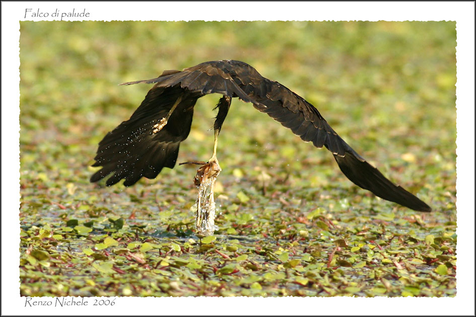 Renzo-falco di palude 3