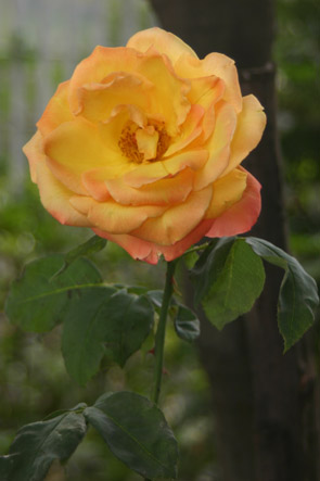 la rosa