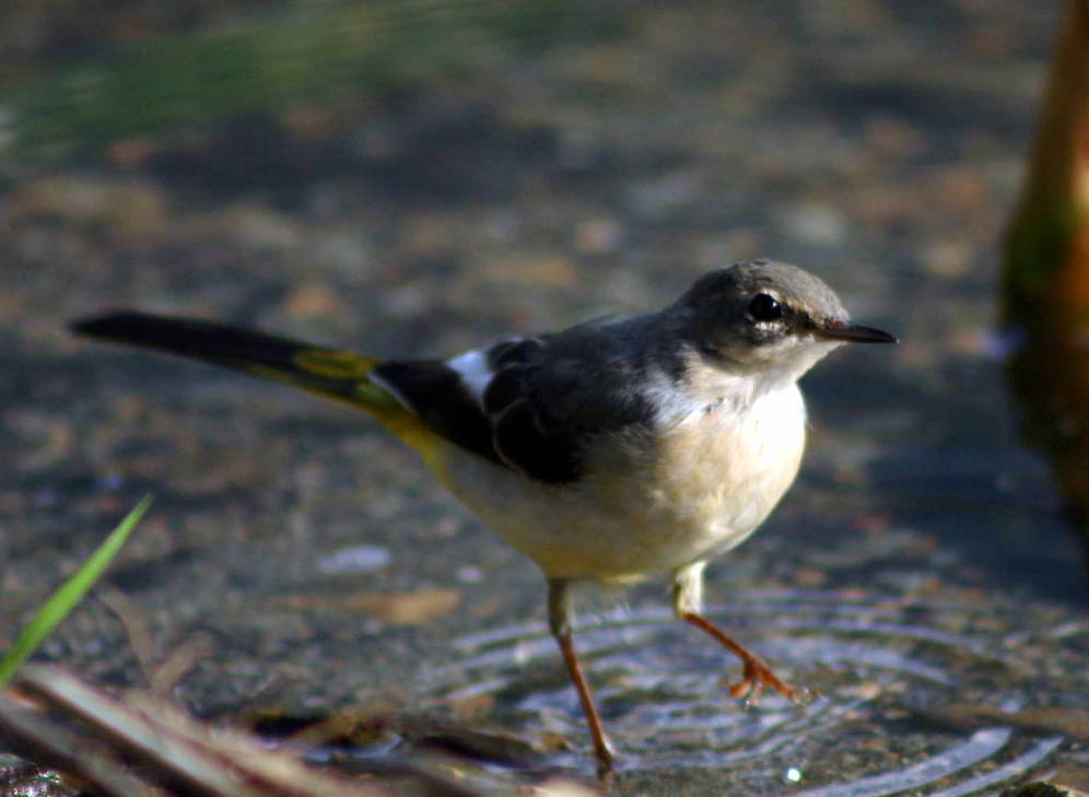 Ballerina gialla maschio