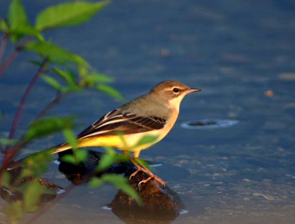 Ballerina gialla femmina