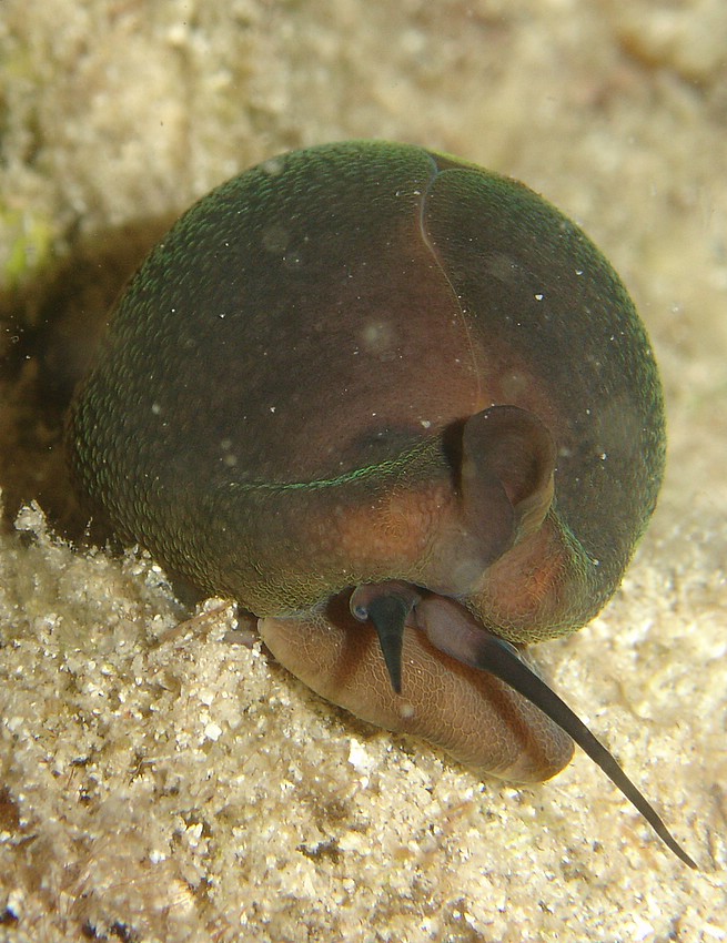 Luria lurida