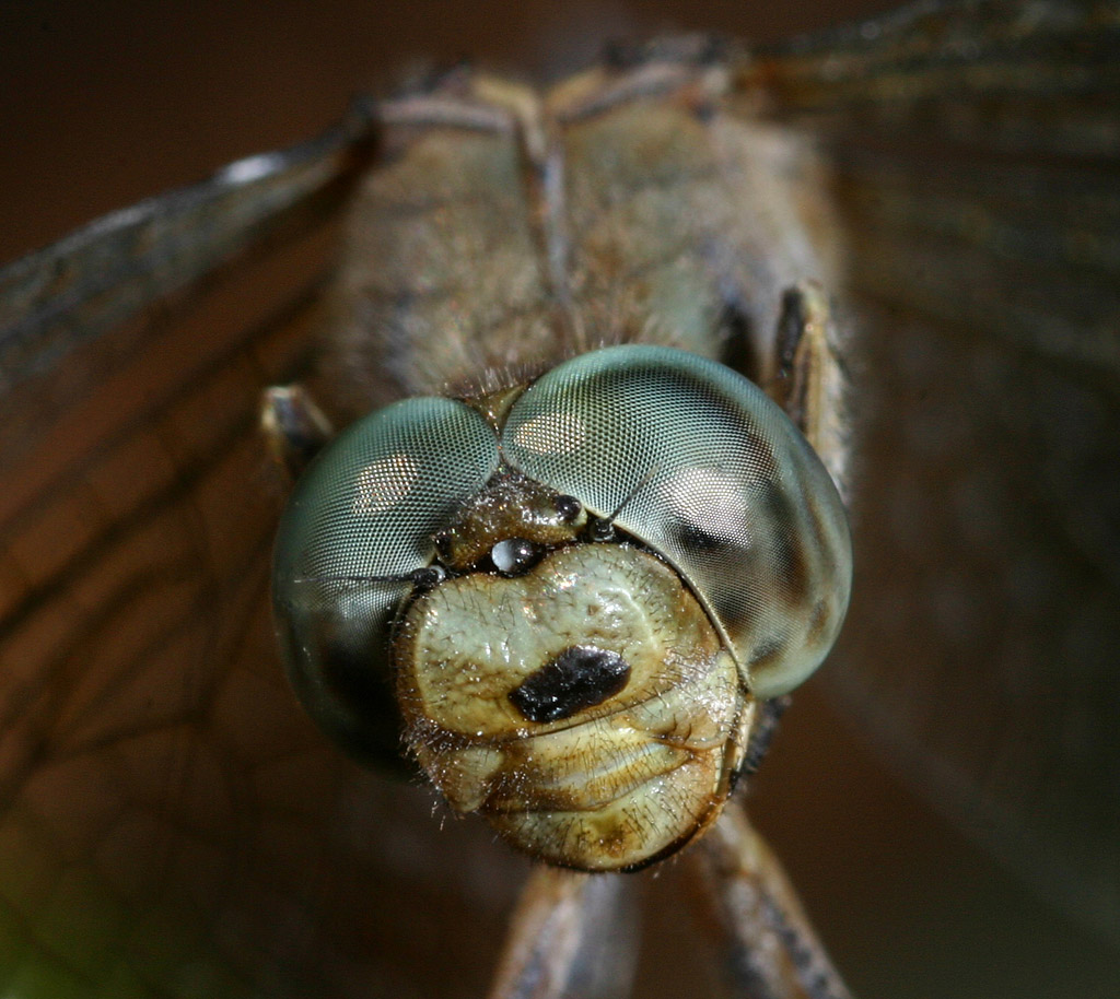 Libellula