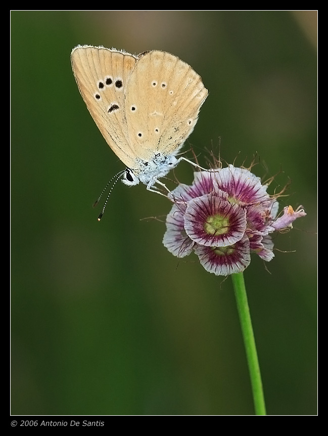 Un fiore e una farfalla