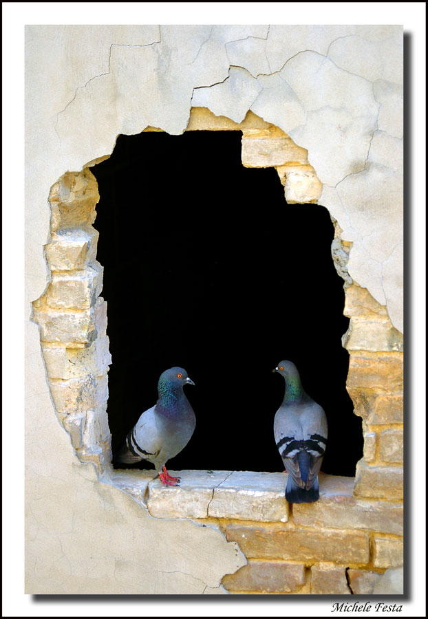 Piccioni in cornice