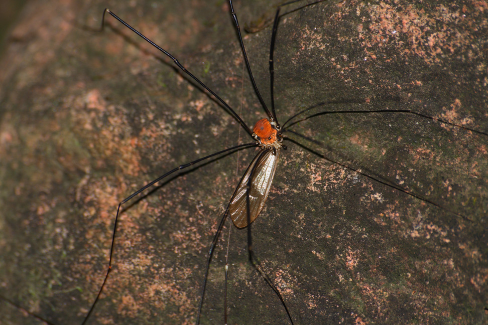 L'ala no. Troppo grassa!