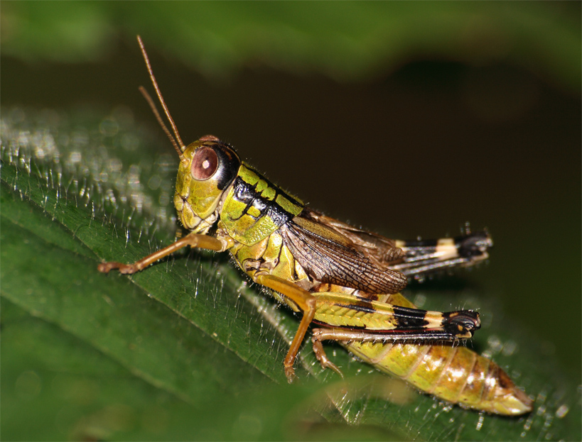 Mi hai accecato con quel flash!