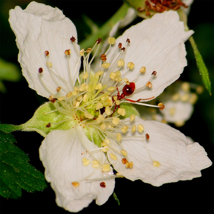 Piatto ricco, mi ci ficco!
