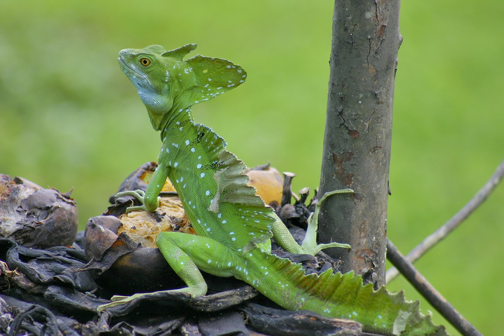 Costa Rica - Jesus Christ Vasilicus