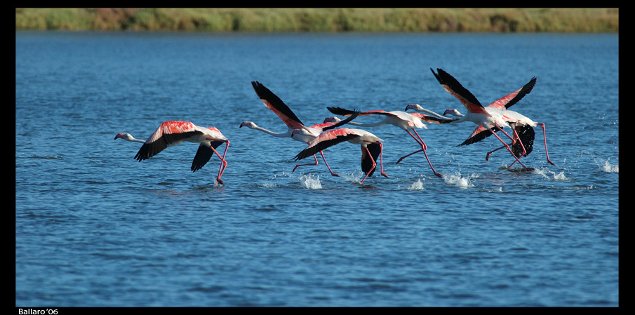 Pronti...ai posti....Via!!