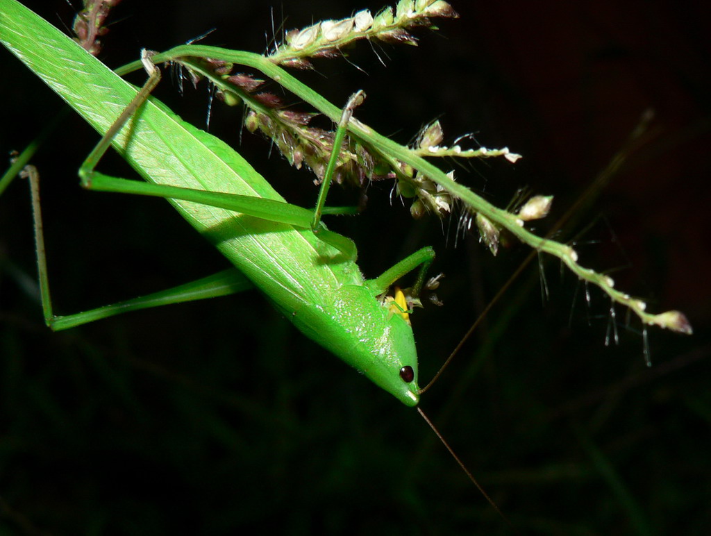 Grillo parlante by night