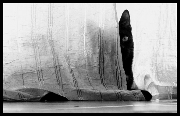 nove settimane e mezzo..