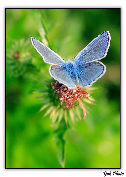 Butterfly in blue