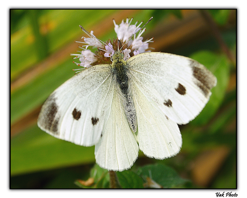 Impalpabile Eleganza