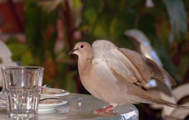 ladro di briciole colto in flagr�nza di reato