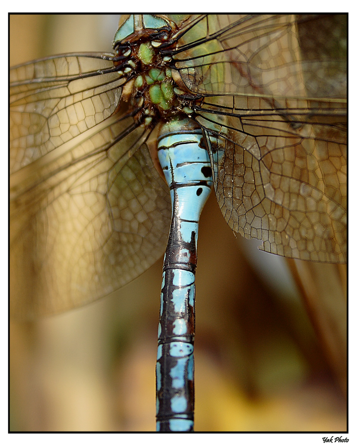 Libellula - Un taglio diverso