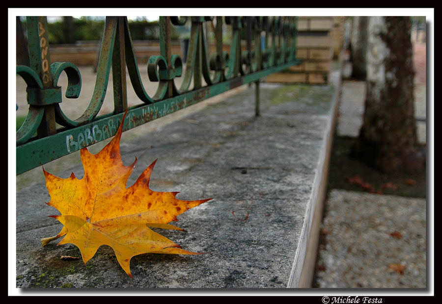 L'ultima foglia d'autunno