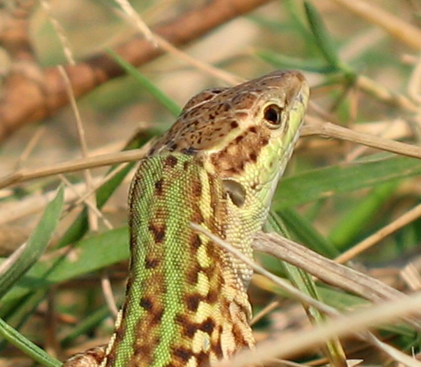 espressione seria...