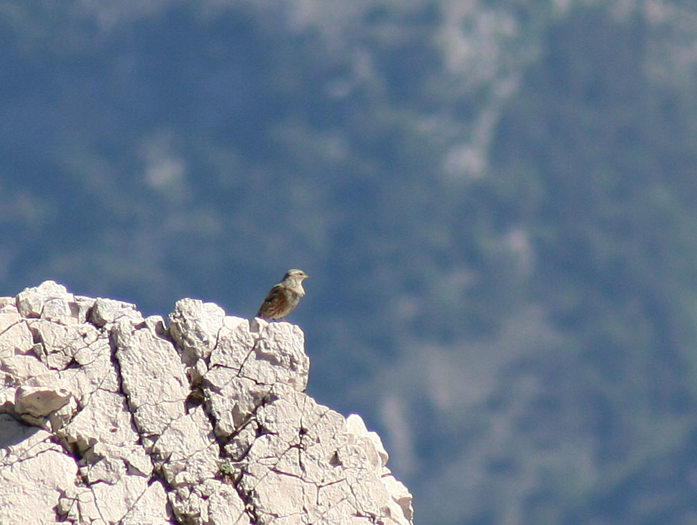 falchetto (almeno credo...)