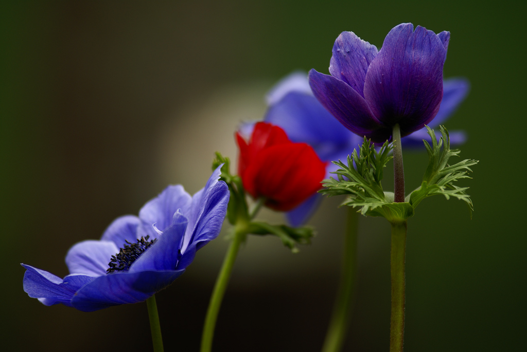 Composizione floreale