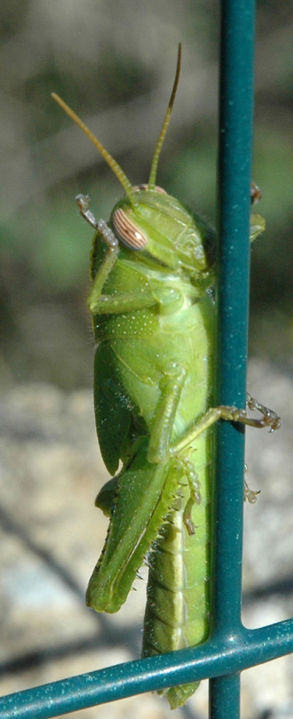 dilemma... mi gratto la testa