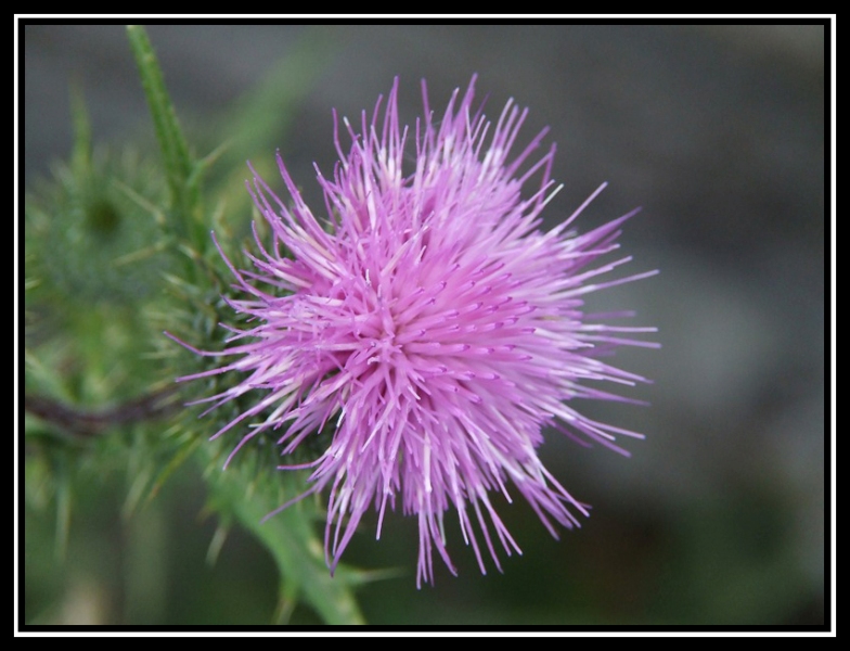 Tyrimnus leucographus