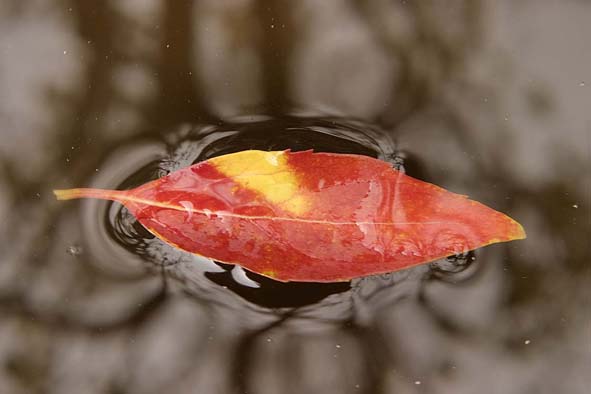 foglia sull'acqua 02