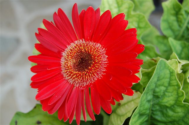gerbera_rossa