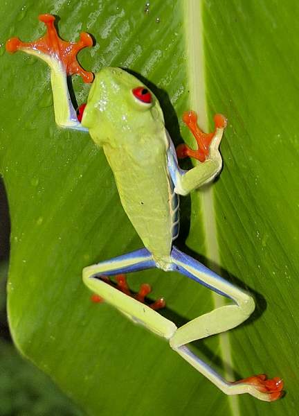 Costa Rica - Raganella