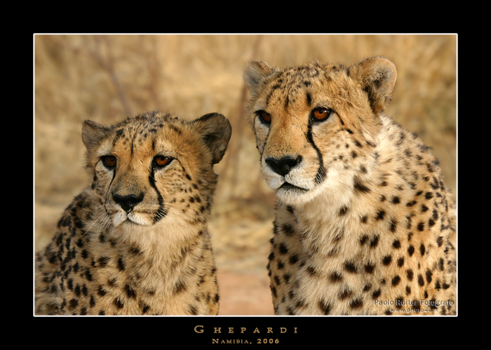Namibia - Ghepardi