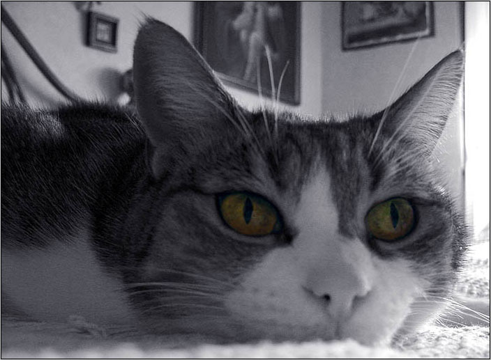 Chiss� a cosa pensa...