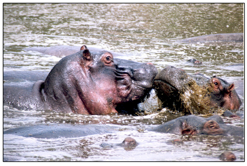 un bacio al cioccolato!!