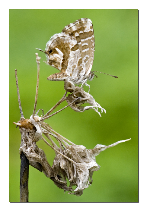 Lo specchio difettoso