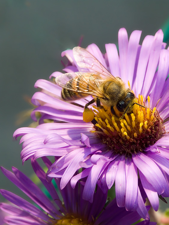 Tra nettare e sole..