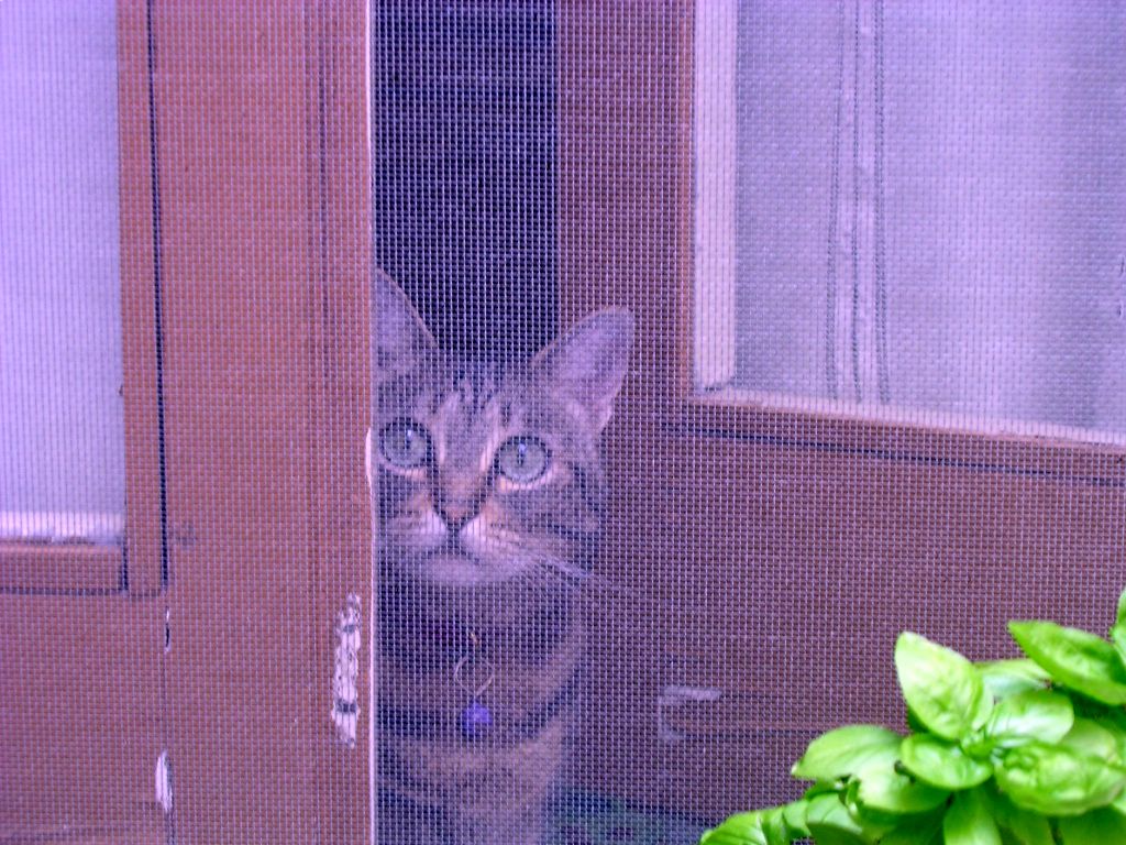 attraverso una zanzariera....2