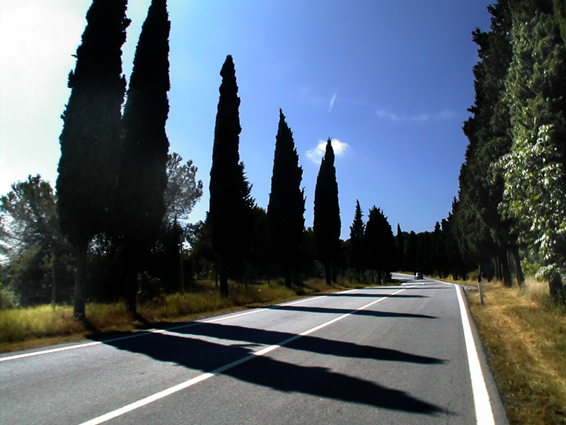 .: cipressi - toscana lug. 2006 :.
