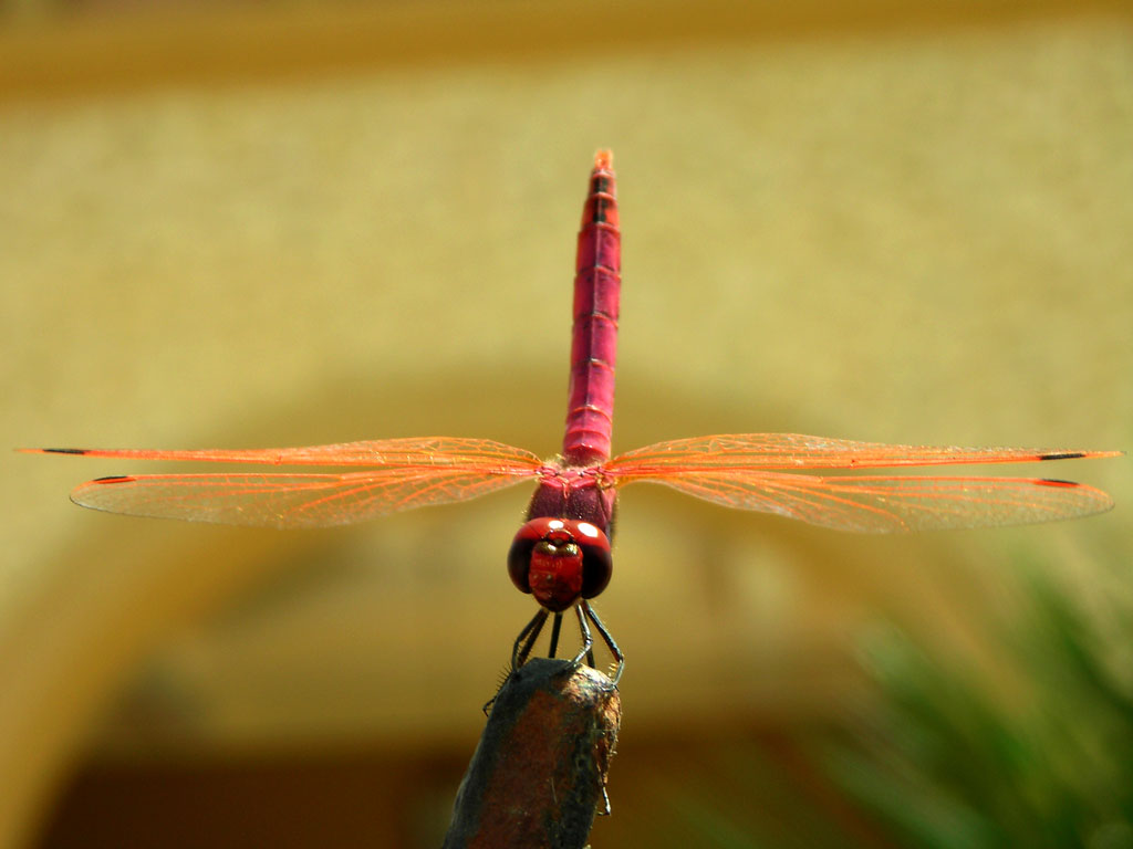 Libellula