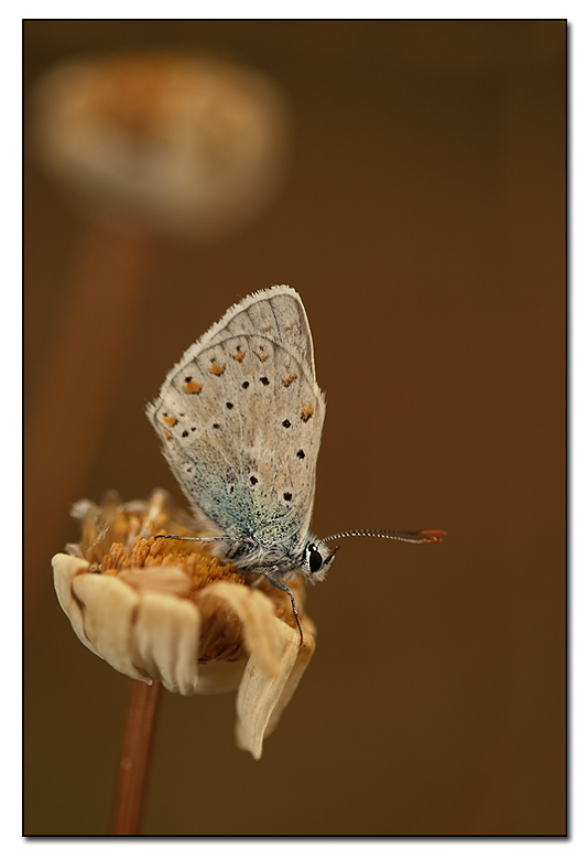 sul fiore appassito due