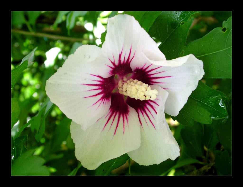 Un altro tentativo..