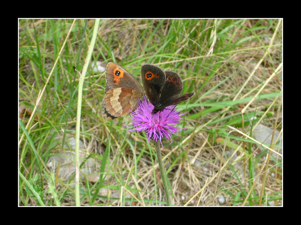 Amore al primo colpo d'ali...