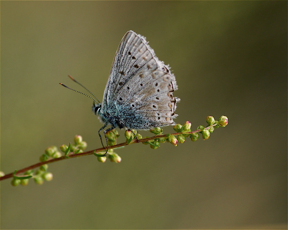 ...su un ramo fiorito...