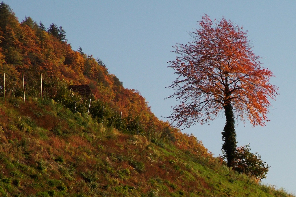colori d'autunno