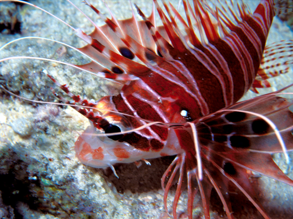Pterois radiata