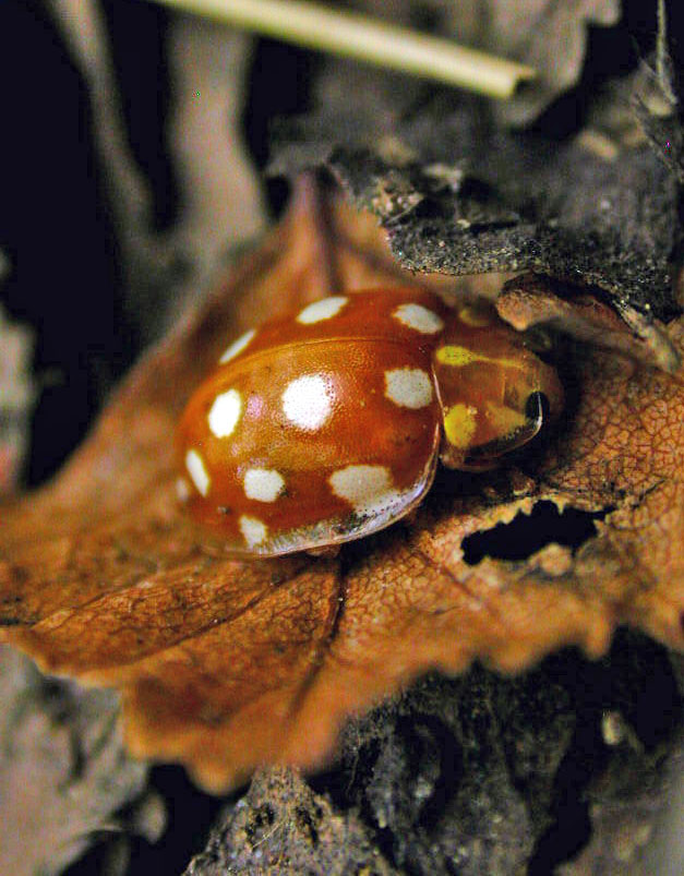 nascosta dalle foglie