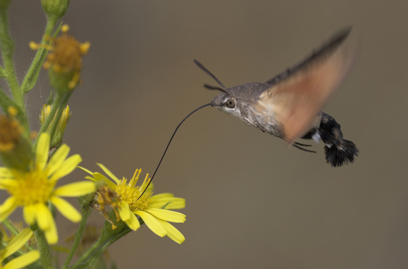 rifornimento in volo