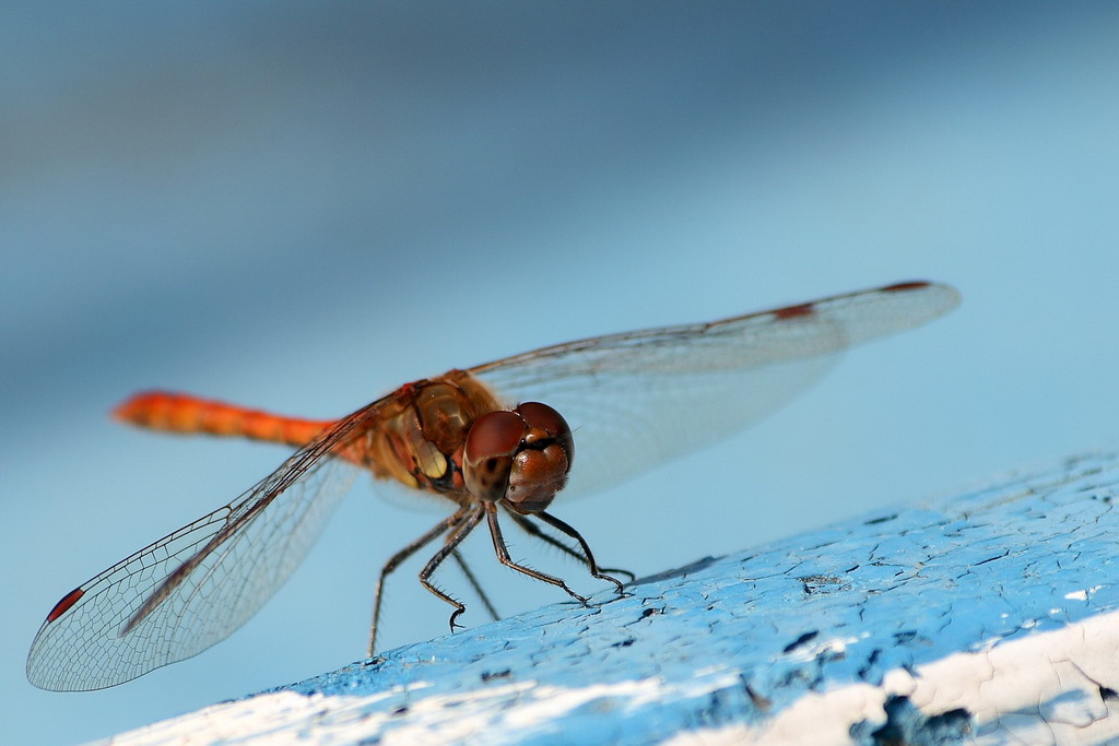 Libellula
