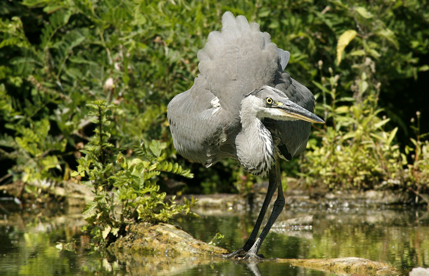 Renzo-Airone cenerino