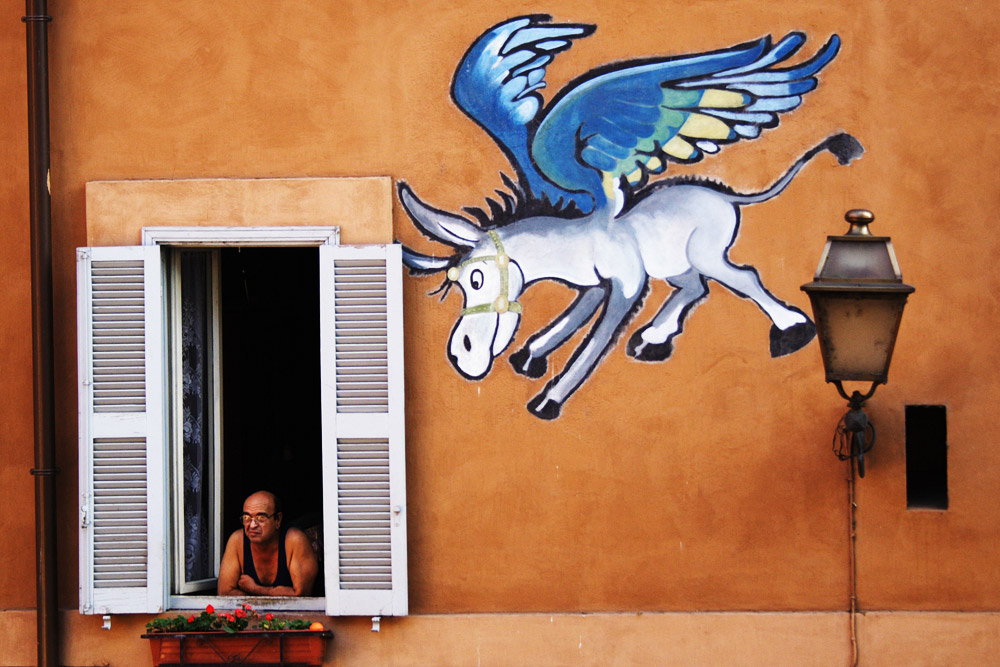 Guarda... un asino che vola!