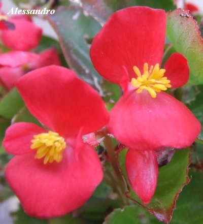 Due fiori di begonie rosse.